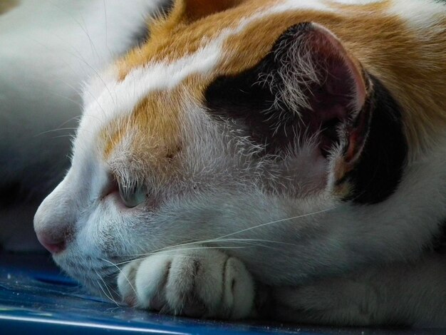 Foto primer plano del gato durmiendo