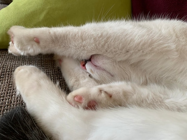 Foto primer plano de un gato durmiendo