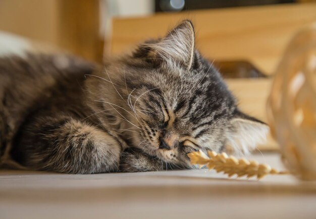 Foto primer plano de un gato durmiendo