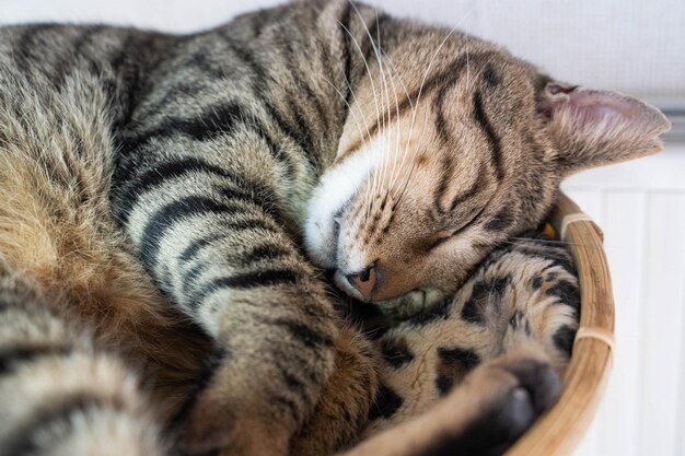 Foto primer plano de un gato durmiendo