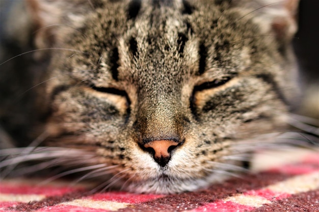 Foto primer plano de un gato durmiente