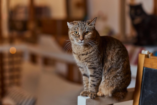 Primer plano del gato europeo de pelo corto, 9 meses.