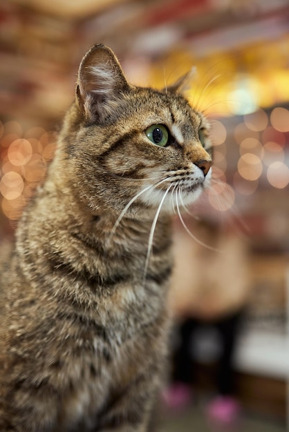 Primer plano de gato europeo de pelo corto meses de edad