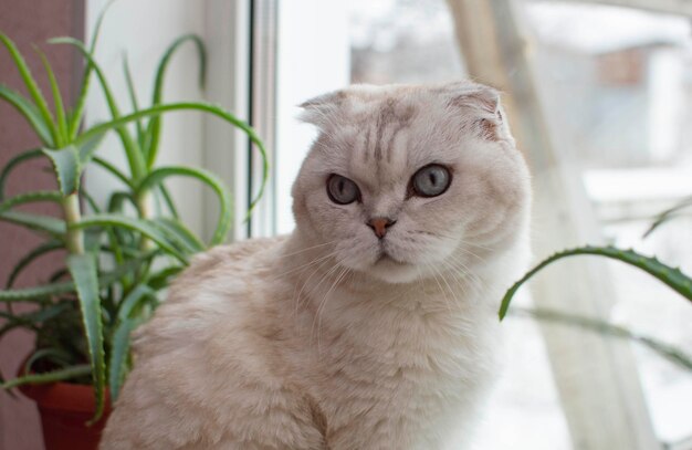 Primer plano de un gato gris británico de pelo corto de ojos azules sentado en una ventana alrededor de las plantas de interior. Imagen para clínicas veterinarias, sitios web sobre gatos, para comida para gatos. Enfoque selectivo.