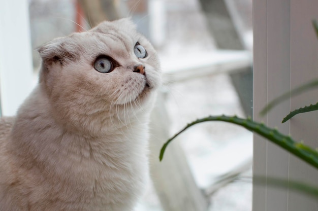 Primer plano de un gato gris británico de pelo corto de ojos azules sentado en una ventana alrededor de las plantas de interior. Imagen para clínicas veterinarias, sitios web sobre gatos, para comida para gatos. Enfoque selectivo.