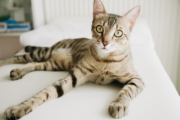 Primer plano de gato gris despojado acostado en la cama con fondo blanco.