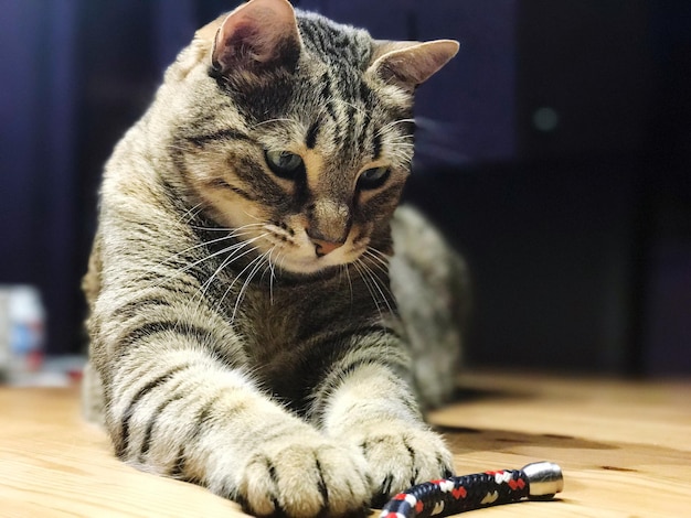 Primer plano de un gato jugando