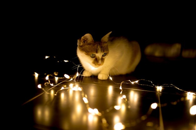 Primer plano de un gato con luces de cuerda iluminadas en un cuarto oscuro