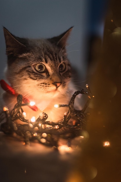 Primer plano de un gato con luces de Navidad