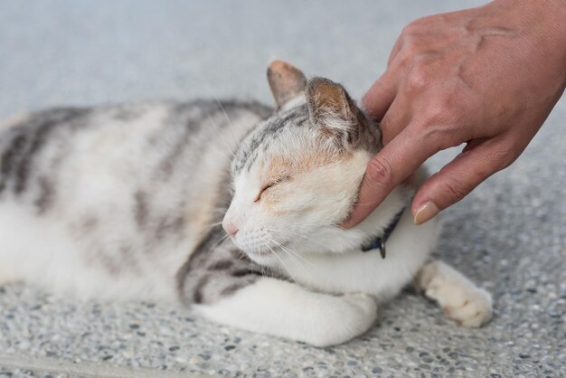 Foto primer plano de un gato con la mano y los ojos cerrados