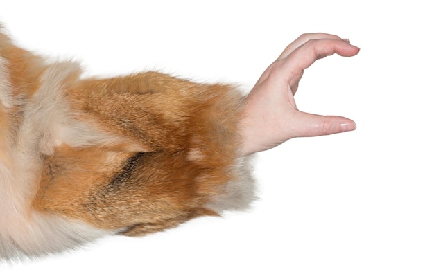 Foto primer plano de un gato con la mano sobre un fondo blanco