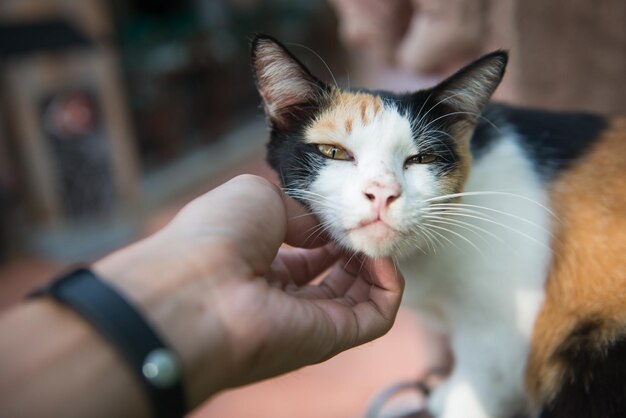 Foto primer plano de un gato con la mano