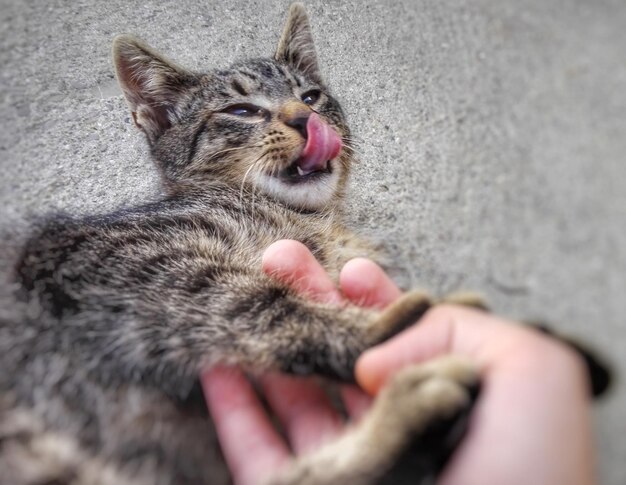 Primer plano de un gato con la mano