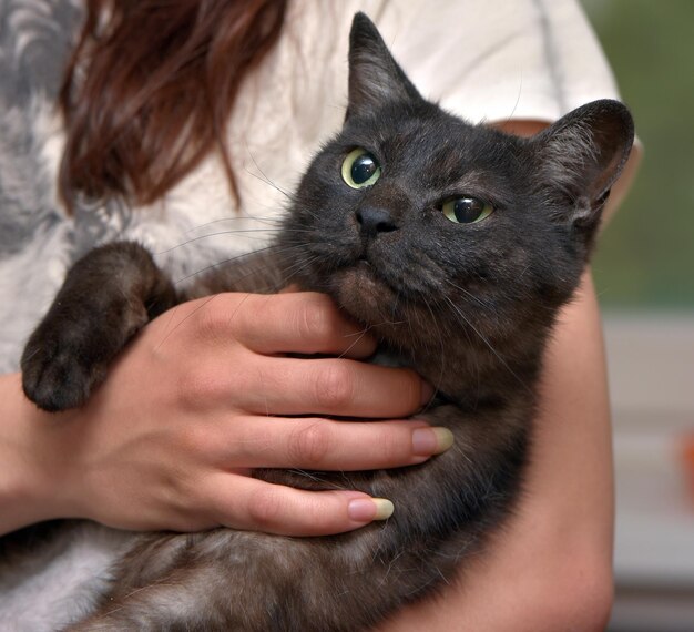 Foto primer plano de un gato con la mano