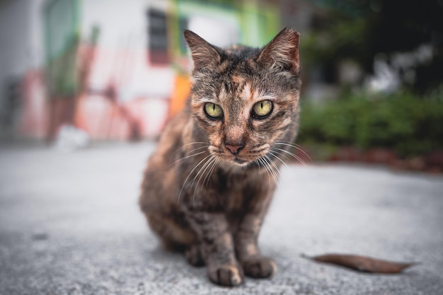 Primer plano de un gato marrón sentado en el suelo al aire libre en la calle