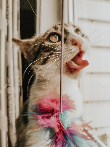 Foto primer plano de un gato mirando hacia abajo