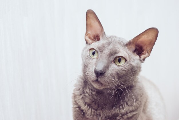 Primer plano del gato mirando hacia otro lado contra la pared blanca