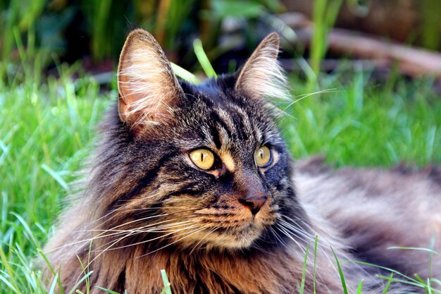 Foto primer plano del gato mirando hacia otro lado