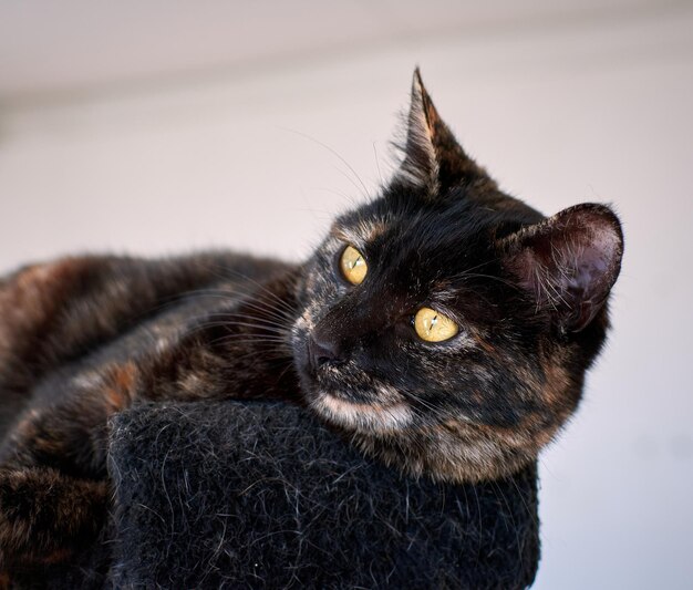 Foto primer plano del gato mirando hacia otro lado