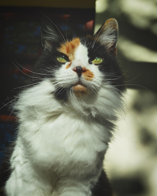 Primer plano del gato mirando hacia otro lado