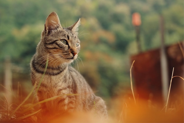 Primer plano de un gato mirando hacia otro lado