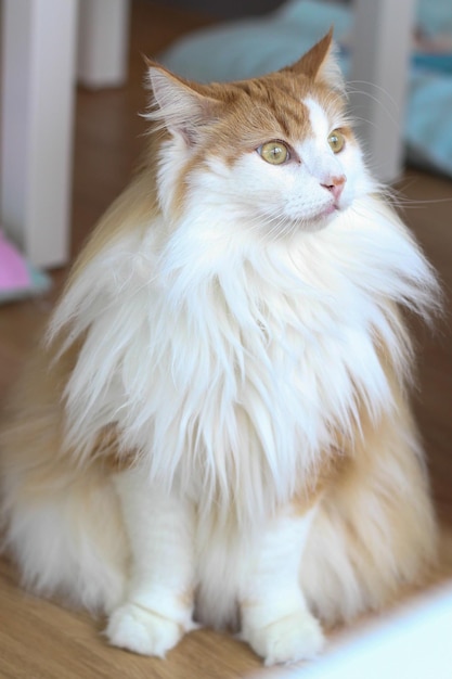 Foto primer plano del gato mirando hacia otro lado