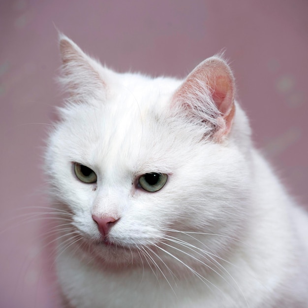 Foto primer plano del gato mirando hacia otro lado