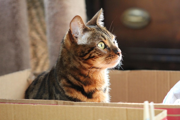 Primer plano de un gato mirando hacia otro lado