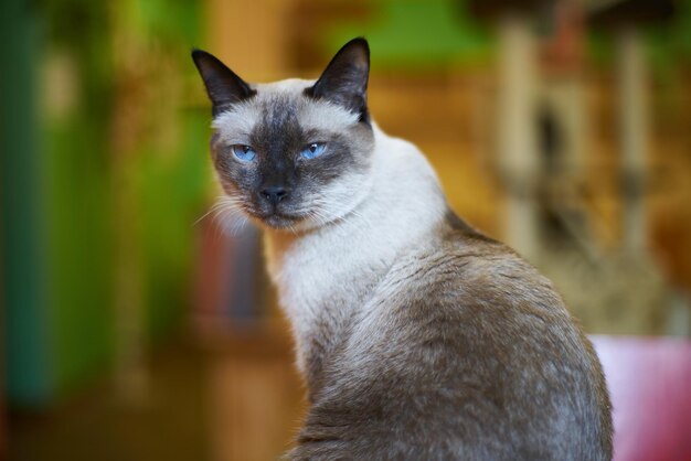 Primer plano del gato mirando hacia otro lado