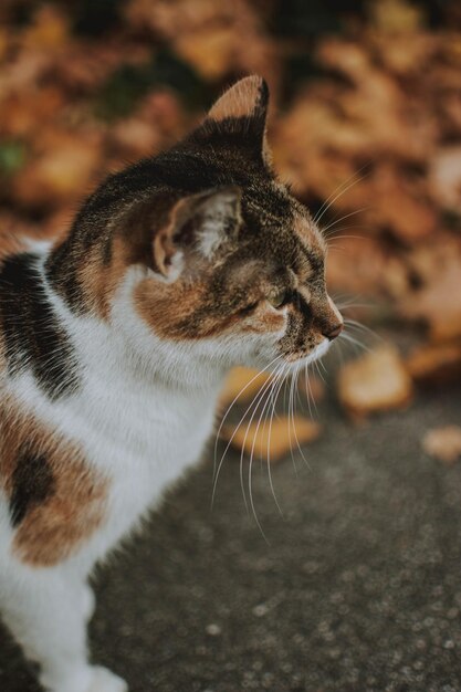 Foto primer plano de un gato mirando hacia otro lado