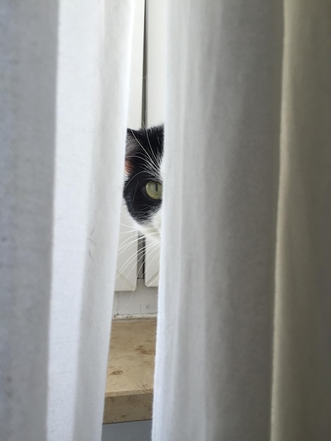 Foto primer plano de un gato mirando por la ventana