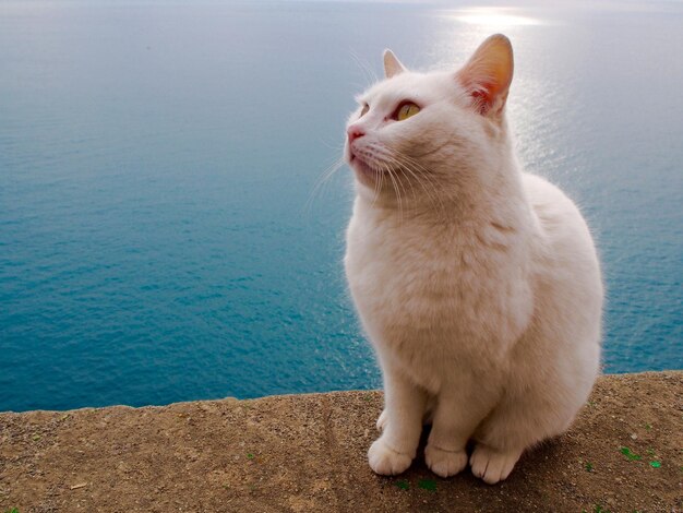 Primer plano de un gato en un muro de contención en el mar