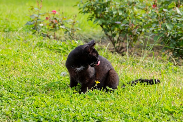 El primer plano de un gato negro lamiéndose los labios después de comer en la hierba verde en un día soleado de verano