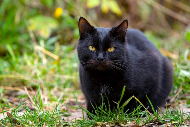 Primer plano de gato negro rústico sentado en una parcela de jardín.