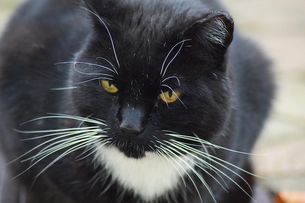Primer plano de un gato negro