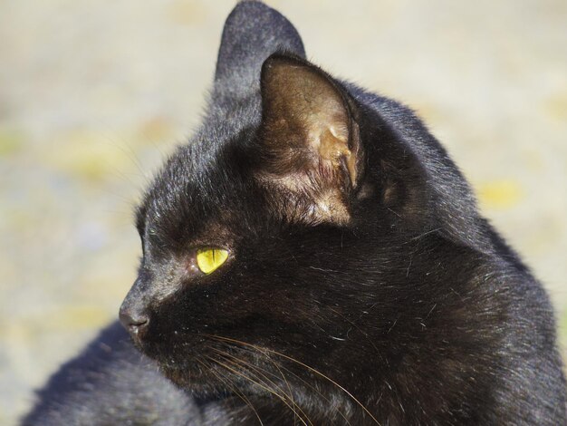 Foto primer plano de un gato negro