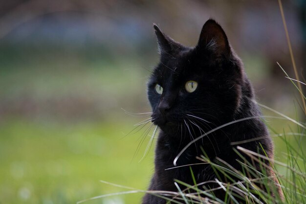 Primer plano de un gato negro