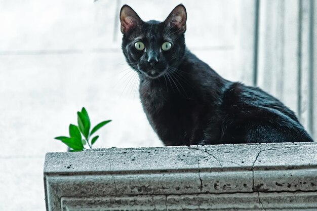 Foto primer plano de un gato negro