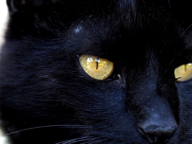 Primer plano de un gato negro