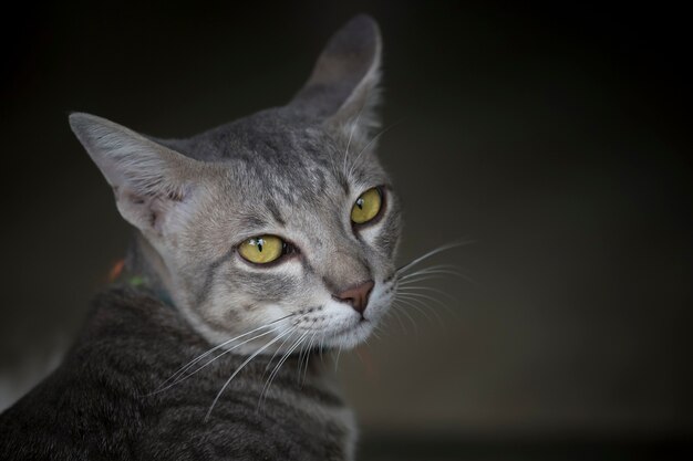 Primer plano de gato en la oscuridad