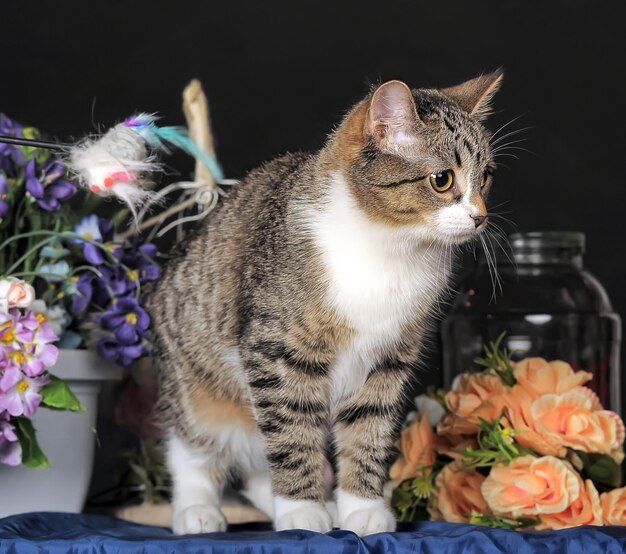 Foto primer plano de un gato con una planta en maceta