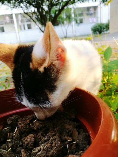 Foto primer plano de un gato en una planta en maceta