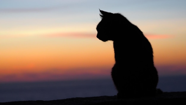 Primer plano de un gato en una playa durante la puesta de sol