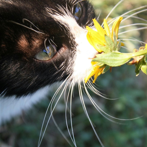 Foto primer plano de un gato que huele a flor amarilla