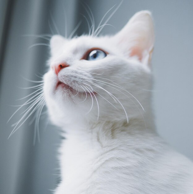 Foto primer plano de un gato que mira hacia lejos en casa