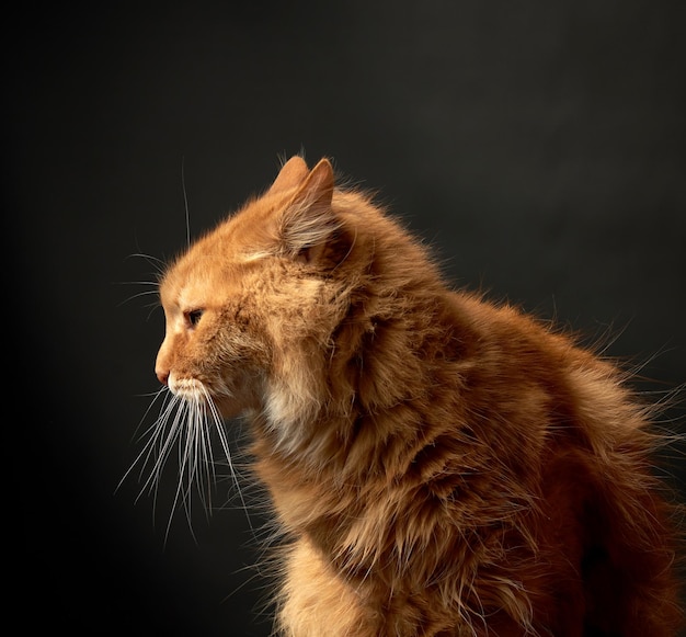 Primer plano de un gato que mira hacia otro lado contra un fondo negro