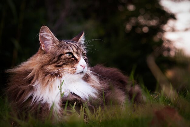 Foto primer plano de un gato que mira hacia otro lado