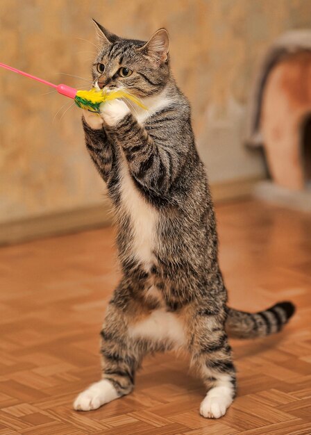 Foto primer plano de un gato que mira hacia otro lado