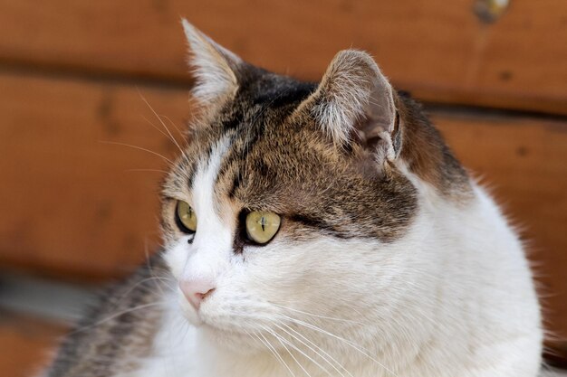 Foto primer plano de un gato que mira hacia otro lado