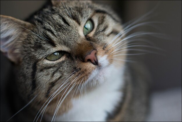 Foto primer plano de un gato que mira hacia otro lado